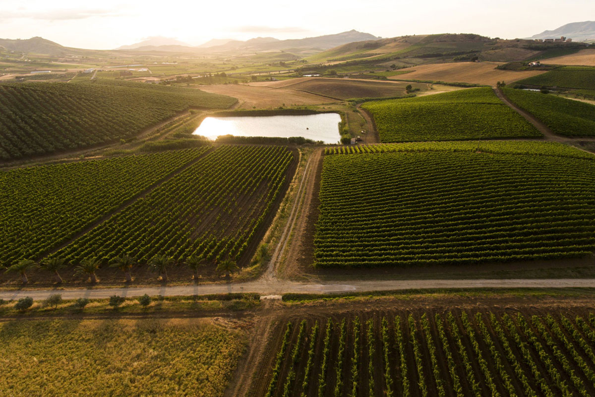 sallier de la tour la monaca syrah 2019